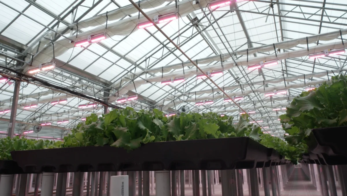 California Lightworks MegaDrive Vertical 800 LED Grow Light