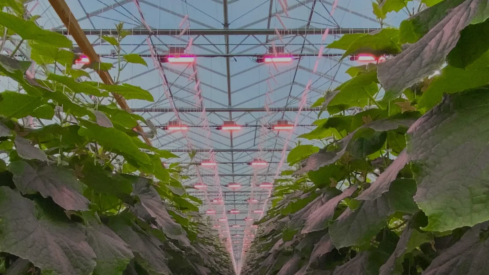 Sollum Technologies Dynamic Spectrum LED Grow Light