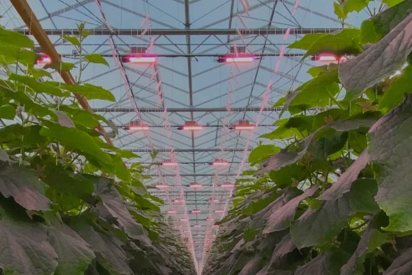 Sollum Technologies Dynamic Spectrum LED Grow Light