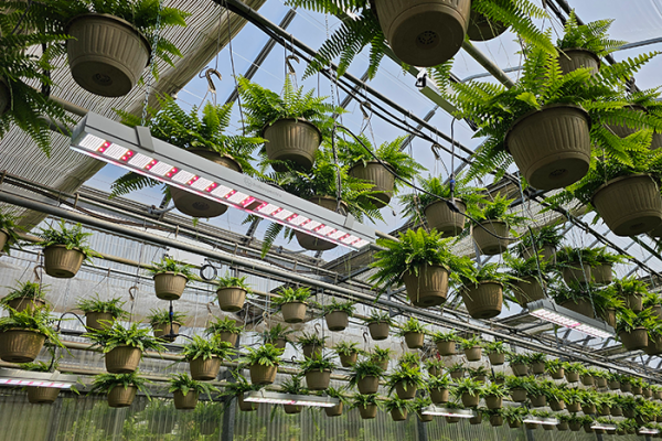Heliospectra MITRA X LED grow lights in greenhouse