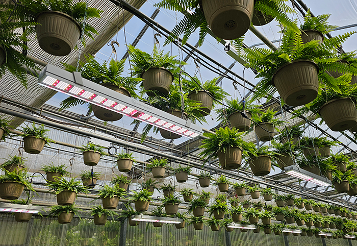Heliospectra MITRA X LED grow lights in greenhouse