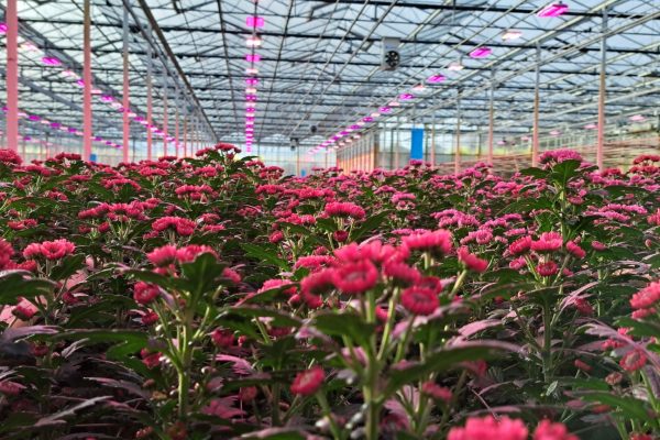 Hortilux NXTLED 4-channel LED grow light