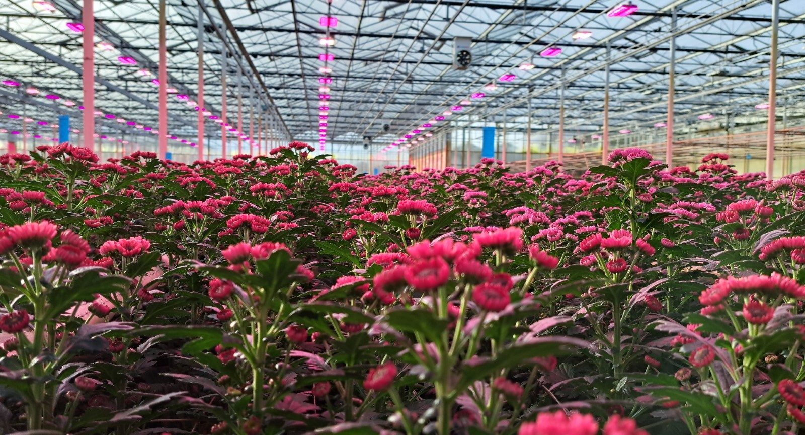 Hortilux NXTLED 4-channel LED grow light