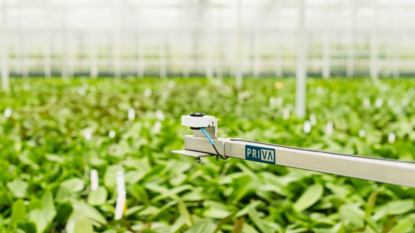 Priva Greenhouse Horticulture LED Lighting