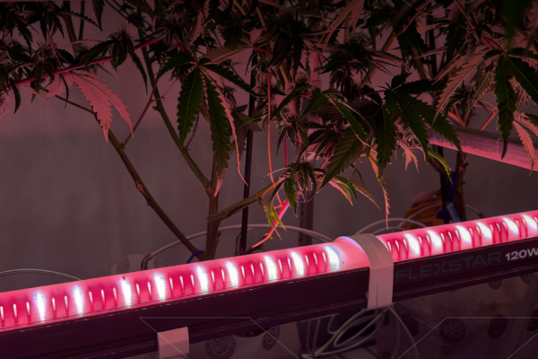 Flexstar Under Canopy LED 120W